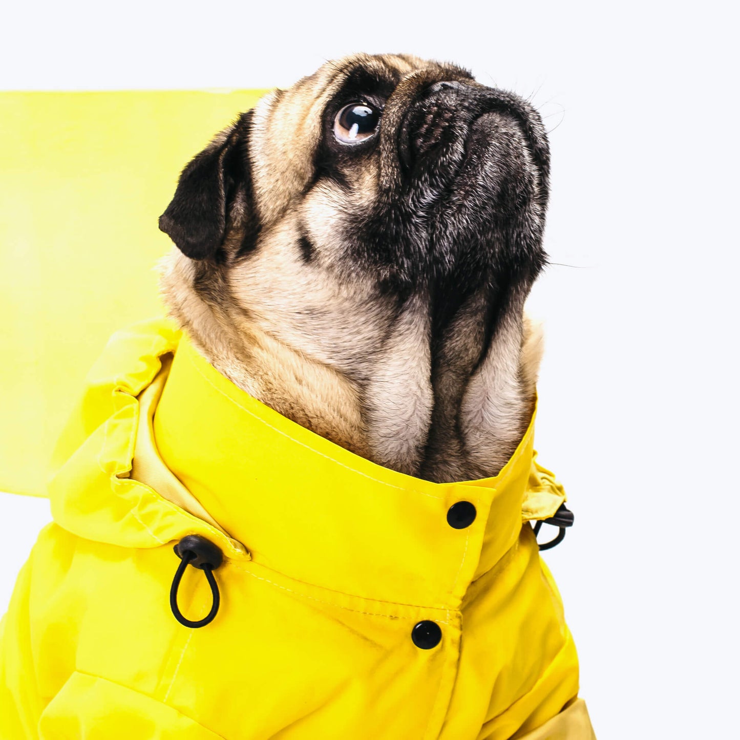 Waterproof dog suit