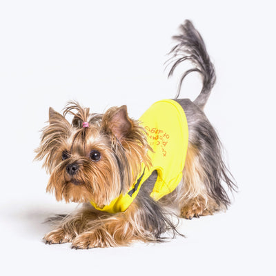 Waterproof yellow suit for small breeds of dogs
